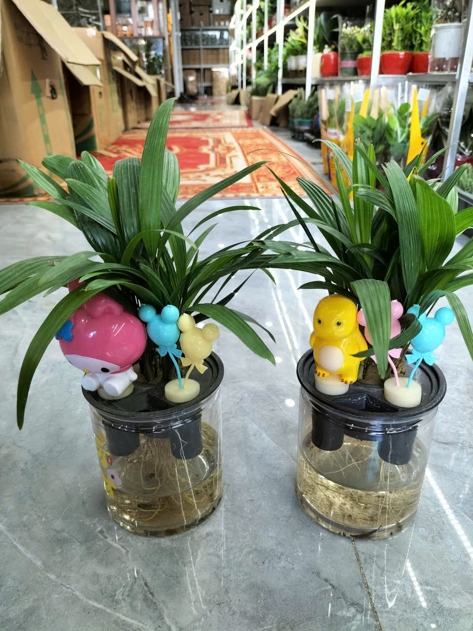 cây mật cật thủy sinh trồng chậu để bàn